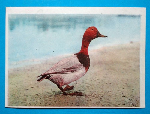 Figurina panini animali - panini-animali, di