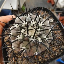 Sale Rare Cacti Copiapoa