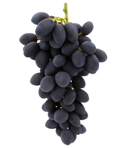 Pianta uva vite innestata - di,