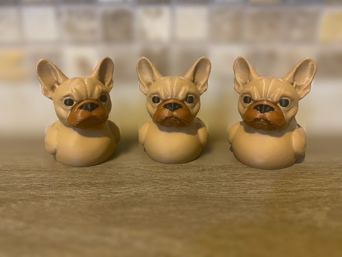 Bulldog francese anatra