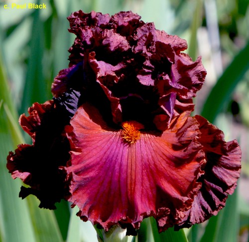Iris ready for my - tb., 'ready
