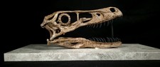 Velociraptor mongoliensis
