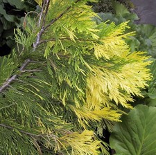 Cedro Incenso Giallo