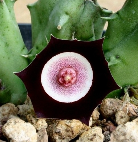 Huernia oculata stapelia - no,