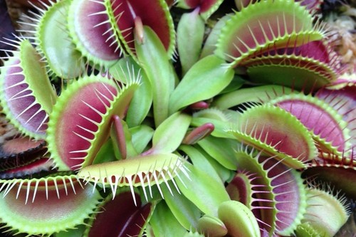 Dionaea muscipula piante no - muscipula,