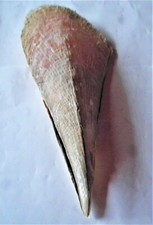 Coquille moule pinna - coquille,