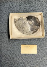 Authentic Devonian Goniatite