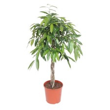 Pianta di Ficus Amstel King |