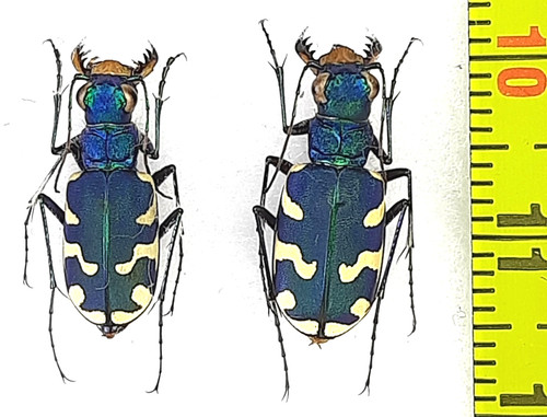 Carabidae cicindela - carabidae,,