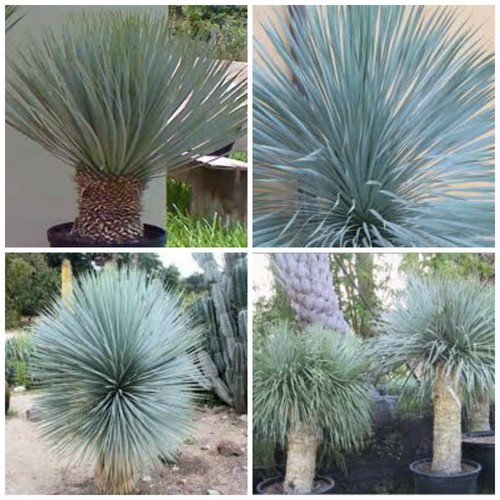 Semi yucca rostrata - semi, di