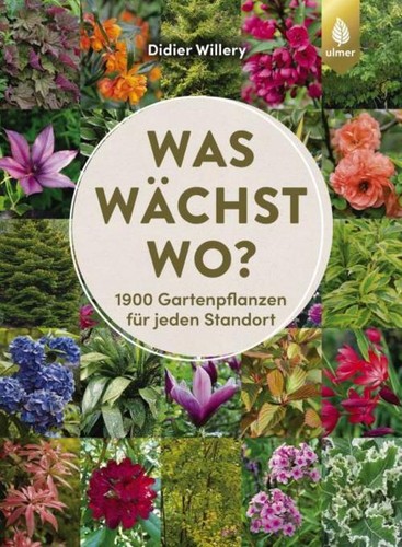 Didier willery was wächst - didier,