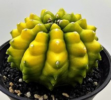 Bellissimo Gymnocalycium