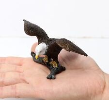 Aquila calva uccellino animale