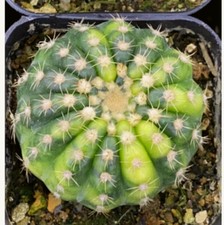 Piante succulente di cactus