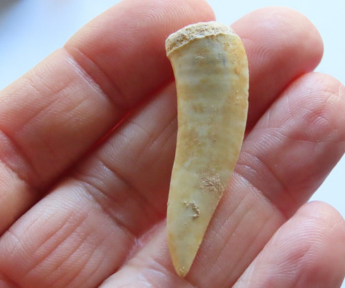 Dente pesce fossile - dente,