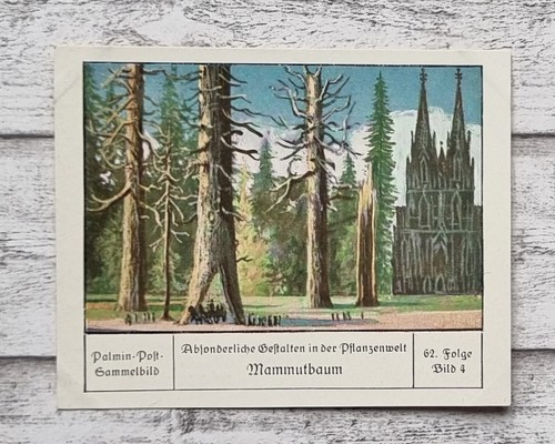 Sequoia figure particolari