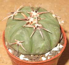Echinocactus horizonthalonius