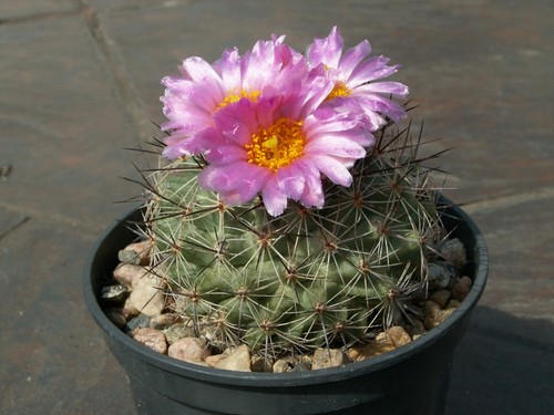 Pediocactus nigrispinus ssp