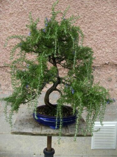 Rosmarinus officinalis - rosmarinus,