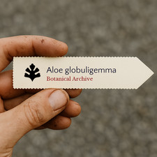 Aloe globuligemma SEEDS -  -