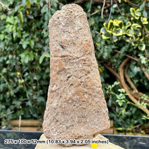 Rare plesiosaur flipper bone - plesiosaur,