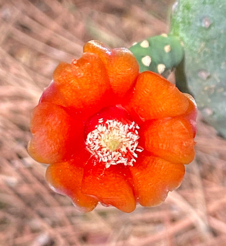 Opuntia rubescens consolea - 2,