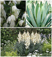 10 semi di Yucca filamentosa, piante succulente,seed succulents