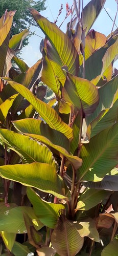 Giant canna lily seeds - lily,