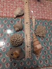 Collezione 7 Conchiglie Incise