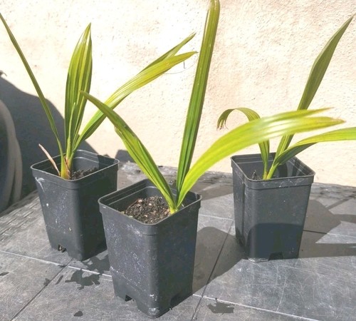 Phoenix reclinata palma del - reclinata,