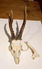 Trofeo corna di capriolo - Austria (1)