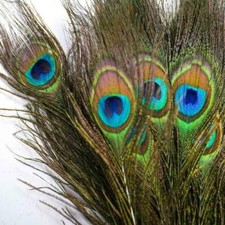 Piume di coda di pavone
