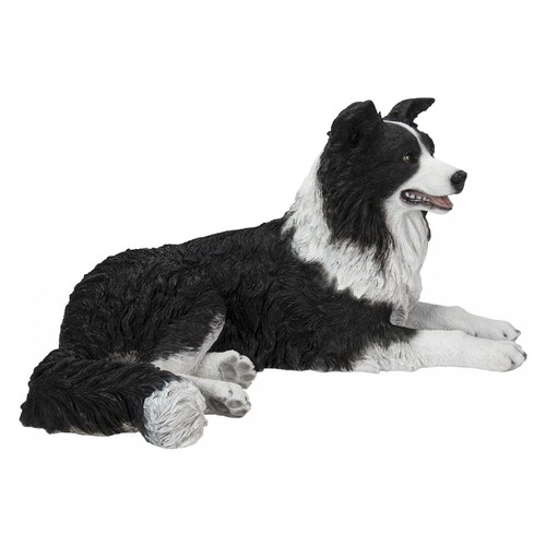 Lying border collie - border,