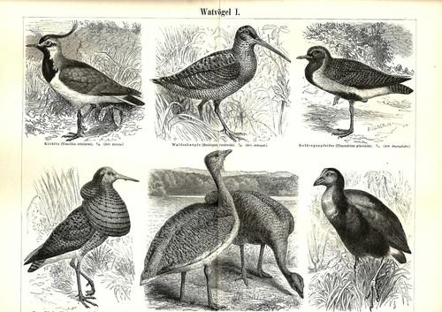 1888 uccelli trampolieri - 1888,