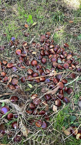 castagne
