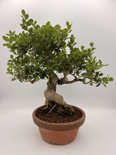 Bonsai bosso n2 - bosso,