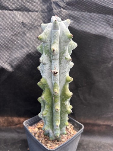 Stenocereus beneckei il - beneckei,