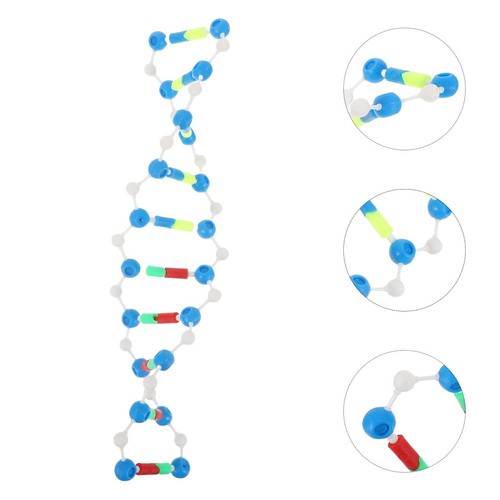 Modello genetico dna per - modello,