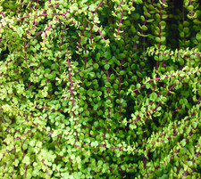 Portulacaria afra -  - Pianta