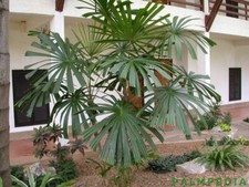 8 graines de PALMIER A