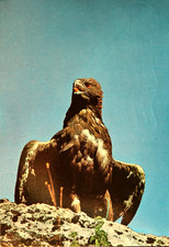 Cartolina Aquila Reale. FAUNA