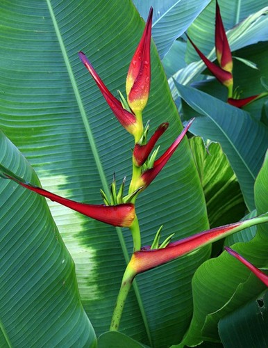 Heliconia latispatha artiglio - heliconia, latispatha,