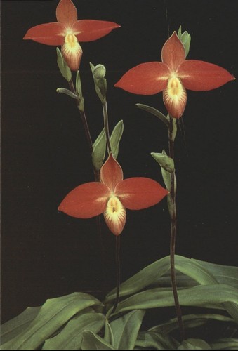 Eric young orchid foundation - eric,