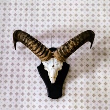 TROFEO CACCIA CORNA CON TESCHIO DI MUFLONE TASSIDERMIA TAXIDERMY NO CERVO DAINO