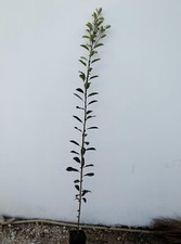Albero photinia red - di, robin