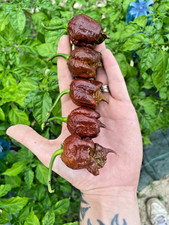 10 semi di peperoncino Sepia