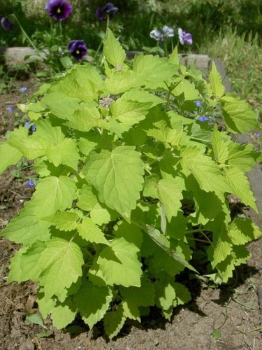 Anice menta seёds 250 - anice, seёds,250