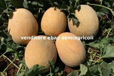 ANANASMELONE 15 semi di MELONE ANANAS + OMAGGIO