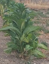 SEMI TABACCO GOLDEN VIRGINIA