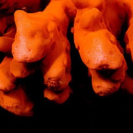 Corallo setosa arancio - corallo,